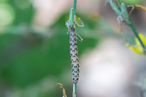 Réf. 290 668 : Haemerosia renalis